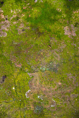 Lichen Fungi Green Moss on the old Concreate wall abstract Texture background. Rusty, Grungy, Gritty Vintage Background