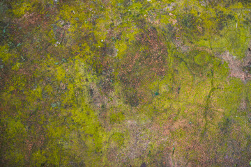 Obraz na płótnie Canvas Lichen Fungi Green Moss on the old Concreate wall abstract Texture background. Rusty, Grungy, Gritty Vintage Background