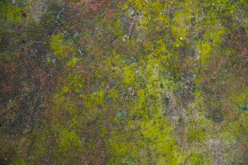 Lichen Fungi Green Moss on the old Concreate wall abstract Texture background. Rusty, Grungy, Gritty Vintage Background