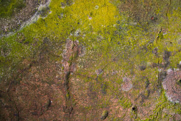 Lichen Fungi Green Moss on the old Concreate wall abstract Texture background. Rusty, Grungy, Gritty Vintage Background