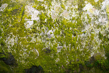Lichen Fungi Green Moss on the old Concreate wall abstract Texture background. Rusty, Grungy, Gritty Vintage Background
