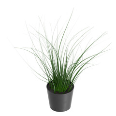 3D rendering illustration of a pot plant