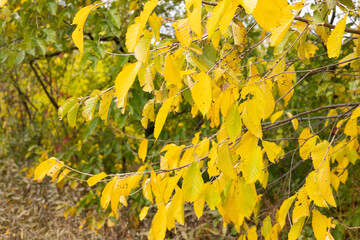 Autumn leaves in the wind