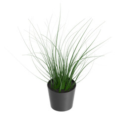 3D rendering illustration of a pot plant