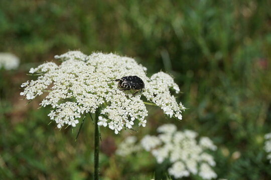 White spotted rose beetle on yarrow
