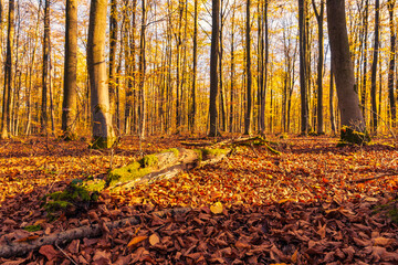 Colorful autumn atmosphere in the deciduous forests in Taunus/Germany