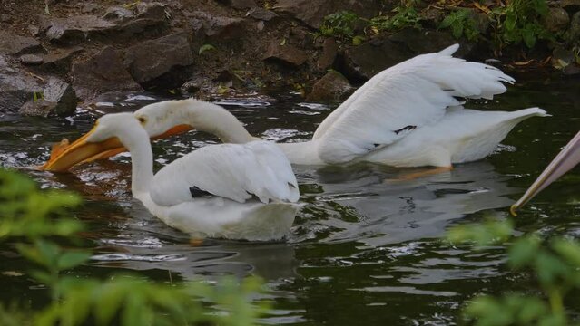 Close up of pelicans swimming in a pond and searching for food.