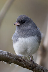 junco on branch