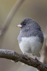 junco on branch