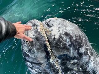 Male hand touching gray whale with barnacles on skin, whale surfaced next to tour boat, Close Up,...