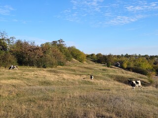 A group of cows grazing in a field