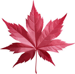 Japanese maple leaf clip art