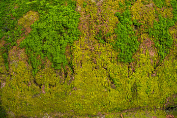 Fungi Green Moss old concrete wall abstract Texture background wallpaper. Rusty, Grungy, Gritty Vintage Background