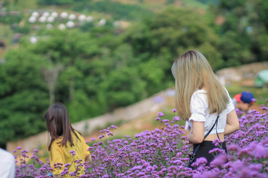 A beautiful female tourist is having fun in a flower garden that is blooming in the winter of Chiang Mai province and female tourists also like to take photos inside the beautiful flower garden.