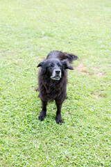 black Labrador Retriever standing on the lawn ready for the play, gray beard 