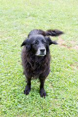 black Labrador Retriever standing on the lawn ready for the play, gray beard