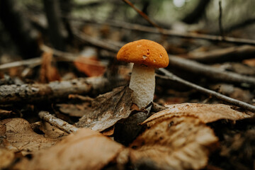Edible mushroom Leccinum aurantiacum, Orange red capped scaber boletus in forest
