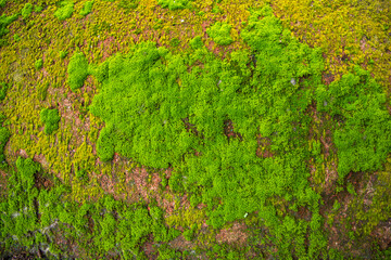 Fungi Green Moss old concrete wall abstract Texture background wallpaper. Rusty, Grungy, Gritty Vintage Background