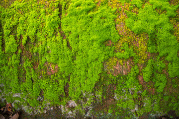 Fungi Green Moss old concrete wall abstract Texture background wallpaper. Rusty, Grungy, Gritty...