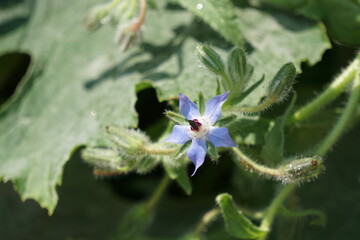 Blooming blue borage in summer