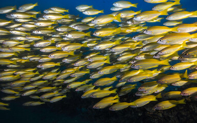 Fototapeta na wymiar A closeup of a school of Yellow or Bigeye snapper fish (Lutjanus lutjanus) yellow fish with light stripes swimming together