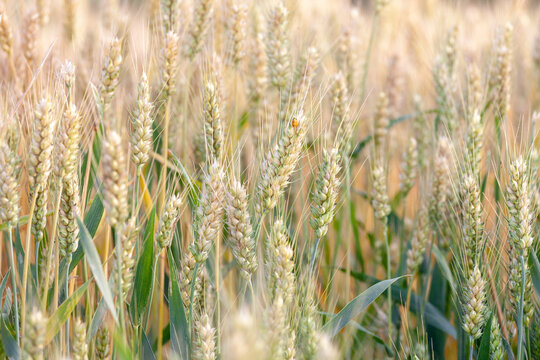 The wheat