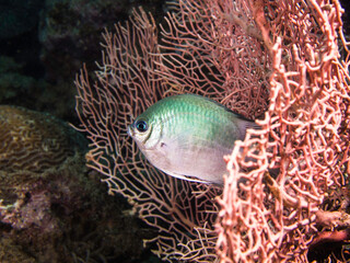 A small damselfish hiding in the sea fan coral underwater on the reef