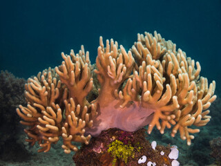 Closeup of a beautiful orange hard coral growing on the healthy reef underwater