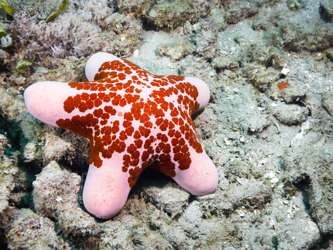 A vibrant pink and red colored Granulated Star (Choriaster granulatus) sea star or star fish on the bottom of the sea
