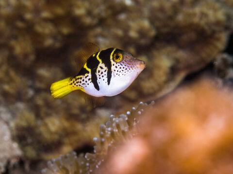 Model or Black-saddled toby fish (Canthigaster valentini) swimming on the tropical reef