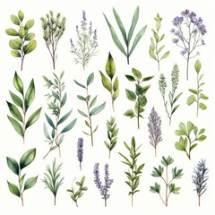 Collection of watercolor herbs clipart on white background. - obrazy, fototapety, plakaty