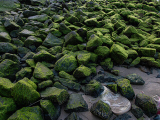 sea algae on coastal rocks