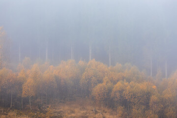 foggy autumn morning in forest - 664470658