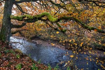 big oak tree by river in autumn - 664470675