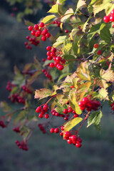 red berries in autumn