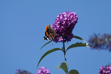 Red admiral butterfly (Vanessa Atalanta) perched on summer lilac in Zurich, Switzerland