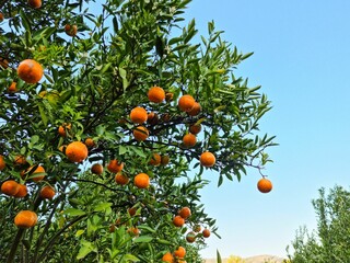 beautiful fresh white flower orange fruit blooming in garden farm with green leave. Natural food in wild.