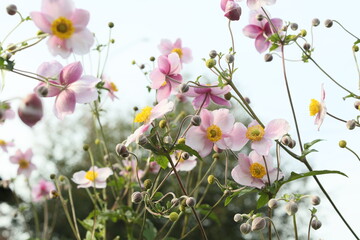 Beautiful blossoming Japanese anemone flowers in summer garden.