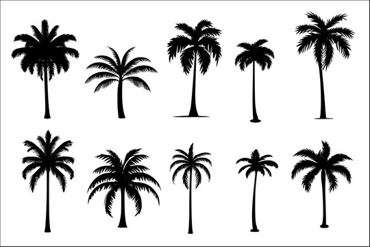Set of tropical palm tree silhouette 
