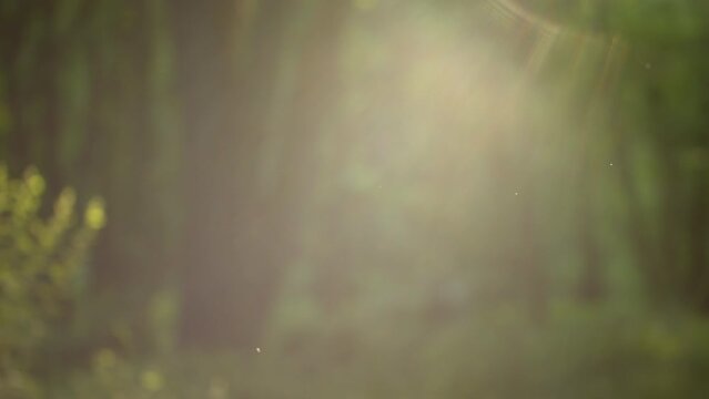 A lush forest 4k motion background with real particles and light rays.