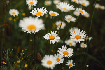 Camomile flowers surrounded by green grass, beautiful white daisy field in selective focus