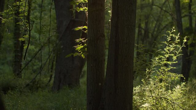 A lush 4k forest motion background with real particles and light rays.