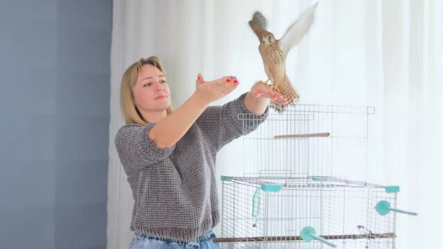 Training a wild bird, a woman holds a falcon on her hand.