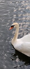 Beautiful white swan floating on the lake. taken on mobile device