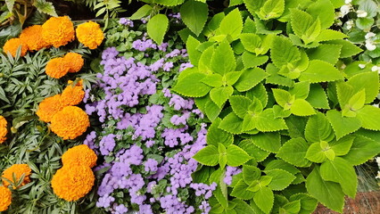Colorful beautiful flowers and plants on a flower bed for backgrounds. Made on a mobile phone.