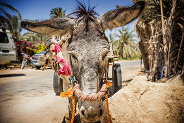 Close up of donkey's face, Siwa, Egypt - obrazy, fototapety, plakaty