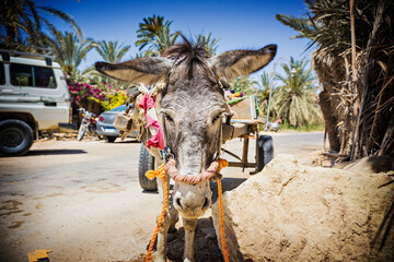 Close up of donkey's face, Siwa, Egypt