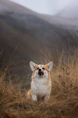red corgi dog in mountains