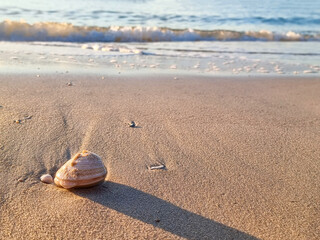 selective focus shape of shell decoration on golden sand beach. animal marine in sea life in simmer season