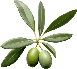 Olive leaves clip art